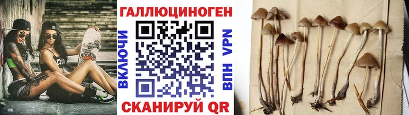 купить   Черняховск  Псилоцибиновые грибы мицелий 
